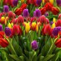6- Mixed Triumph Tulip Flower Bulbs Mixed Rainbow White Red Purple Yellow