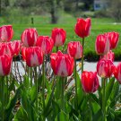 (6) SPRYNG BREAK Tulip Cream & Red Bulbs