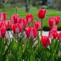 (6) SPRYNG BREAK Tulip Cream & Red Bulbs
