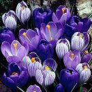 (10) Blue Moon Mixed Crocus Flower Bulbs (10) Blue Moon Mixed Crocus Flower Bulbs