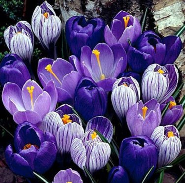 (10) Blue Moon Mixed Crocus Flower Bulbs
