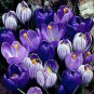 (10) Blue Moon Mixed Crocus Flower Bulbs