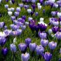 (10) Blue Moon Mixed Crocus Flower Bulbs