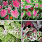 (5) Caladium Mystery Mixed Bulbs Size #2 (SURPRISE)