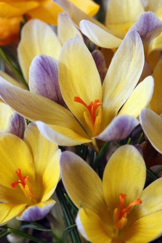 (6) Multicolor Mixed Crocus  Advance Bulb