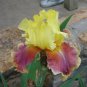 Tall Bearded Iris Rhizome ~ "Vibrant Yellow and Red Iris " ~ Fresh ~ REBLOOMER