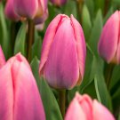 (5) Dreamy and Light Darwin Hybrid Tulip Flower Bulbs