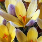 (12) Multicolor Mixed Crocus  Advance Bulb