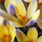 (12) Multicolor Mixed Crocus  Advance Bulb