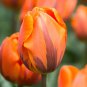 (5) - PRINCESS IRENE Triumph Tulip Flower Bulbs