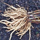 20 Perennial Skirret Vegetable SEEDS