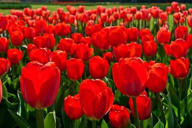10-Tulipa Van Eijk Bulbs