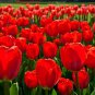 10-Tulipa Van Eijk Bulbs