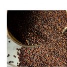 Perennial 50 Turkish Rocket seeds Zones 4-9