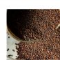 Perennial 50 Turkish Rocket seeds Zones 4-9