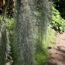1 Gallon Bag Fresh North Carolina Live Spanish Moss Air Plant Decorative Craft
