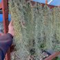 1 Gallon Bag Fresh North Carolina Live Spanish Moss Air Plant Decorative Craft
