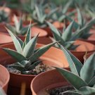 8CM 1PCS Cactus Live Plants Sansevieria Pinguicula Beautiful Garden Rare Cactus Organic 8CM 1PCS Cactus Live Plants Sansevieria Pinguicula Beautiful Garden Rare Cactus Organic