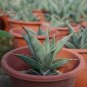 8CM 1PCS Cactus Live Plants Sansevieria Pinguicula Beautiful Garden Rare Cactus Organic