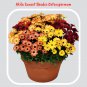Akila Sunset Shades Osteospermum Seeds - Flower Seeds - Bring Color to Your Garden- 10Seeds