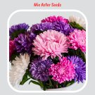 Mix Aster Seeds- Mix Aster Flower Seeds - 100Seeds Mix Aster Seeds- Mix Aster Flower Seeds - 100Seeds