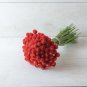 50 Seeds - Strawberry Gomphrena Flower Seeds - Strawberry Gomphrena Seeds -