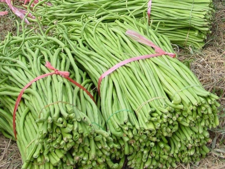 120 Dark Green Yard Long Bean Seeds Heirloom Organic Heirloom Fresh