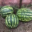 25 Seeds Crimson Sweet Watermelon Seeds Red Non Gmo Heirloom Organic