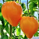 10 Seeds Orange Oxheart Tomato Seeds Heirloom Organic Rare