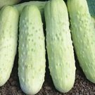 50 Seeds White Wonder Cucumber Seeds Heirloom Non Gmo Rare