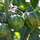 120 Seeds Green Zebra Tomato Seeds Heirloom Non Gmo Organic