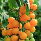 120 Seeds Gold Nugget Cherry Tomato Seeds Organic Heirloom Super Sweet