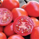 30 Seeds Siberian Tomato Seeds Heirloom Organic Fresh