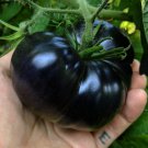 10 Seeds Black Sea Man Tomato Seeds Heirloom Organic Rare