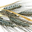 1000 Seeds Einkorn Wheat Seeds Heirloom Organic Non Gmo The New Old Wheat