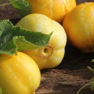 50 Seeds Lemon Cucumber Seeds Heirloom Organic Non Gmo Rare