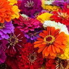 400 Seeds California Giant Zinnia Flower Seeds Mixed Colors