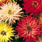500 Seeds Cactus Flowered Spring Zinnia Mix Heat Drought Tolerant Fresh