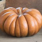 15 Fairytale Pumpkin Seeds French Cooking Pumpkin Non Gmo Heirloom