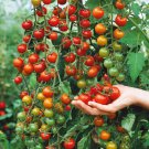 10 Seeds Supersweet 100 Large Cherry Tomato Seeds Non Gmo Organic Fresh