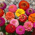 200 Seeds Zinnia Dwarf Thumbelina Mix Butterflies Hummingbirds Cut Flowers