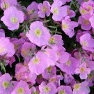 1000 Seeds Evening Primrose Seeds Pink Fresh