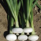 400 Seeds Cipollini Onion Seeds Yellow Sweet Heirloom Organic Non Gmo