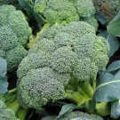 50 Seeds Broccoli Seeds Waltham 29 Heirloom Organic Non Gmo Fresh
