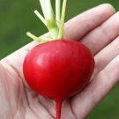 100 Seeds German Giant Radish Seeds Heirloom Organic Non Gmo Fresh