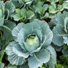 1000 Seeds Cabbage Seeds All Seasons Organic Heirloom Non Gmo
