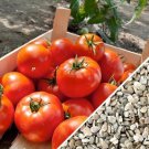 10 Seeds Homestead Tomato Seeds Drought Resistent Heirloom Non Gmo Organic