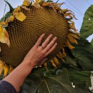 25 Seeds Mammoth Grey Stripe Sunflower Seeds Huge Giant Large Sunflowers Fresh
