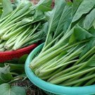 1000 Seeds Asian Yu Choy Choi Sum Chinese Flowering Cabbage Seeds Early Green