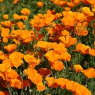Poppy California Orange 250 Seeds Seeds